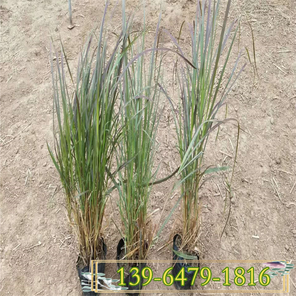山东紫叶狼尾草小苗供应 紫叶狼尾草容器苗种植基地