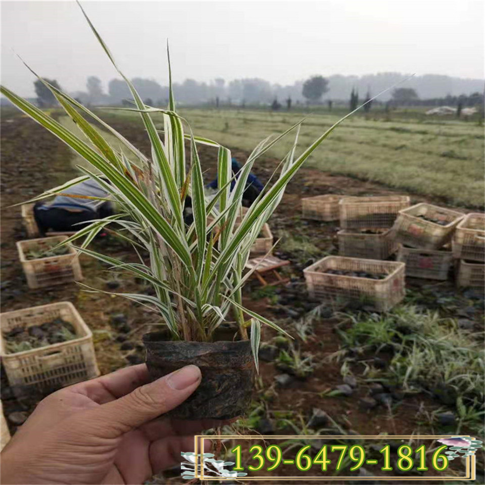 叶色白绿相间 盆栽花境美化玉带草小苗 水生植物品种