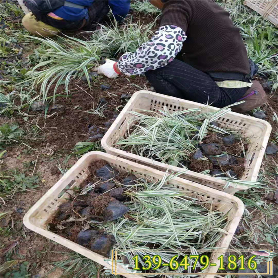 花叶玉带草带带土苗 水生地被植物工程苗 景观湿地水体绿化常用