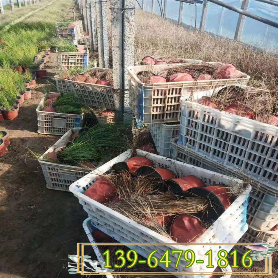 凤凰绿苔草带土苗 多芽凤凰绿苔草营养钵苗 凤凰山苔草供应