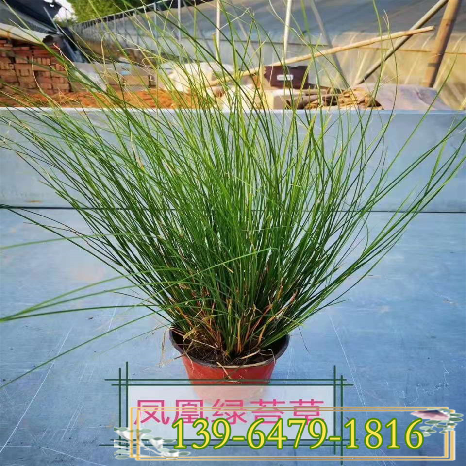 凤凰绿苔草容器苗 大量供应凤凰绿苔草苗  重庆种植基地