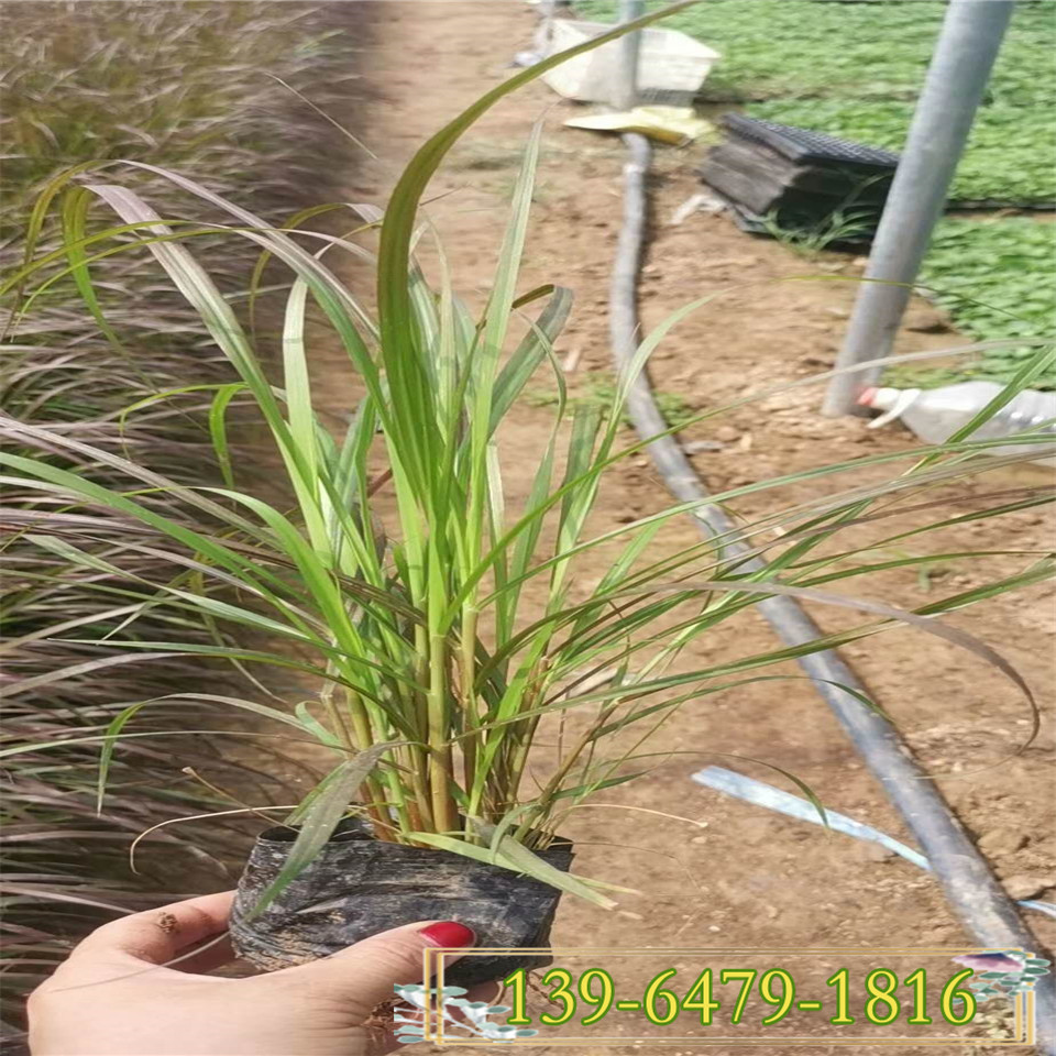  绿化用紫叶狼尾草带土苗 双色杯紫叶狼尾草种植 绿化常用草