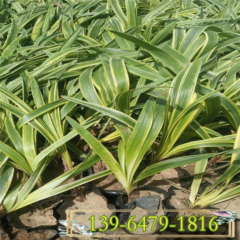 耐寒金边麦冬杯苗常年出售 北方工程苗矮麦冬苗货源 耐践踏草坪