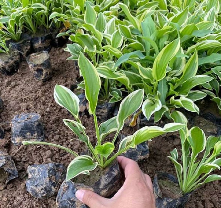 玉簪花 顺和花卉 杯苗金边玉簪