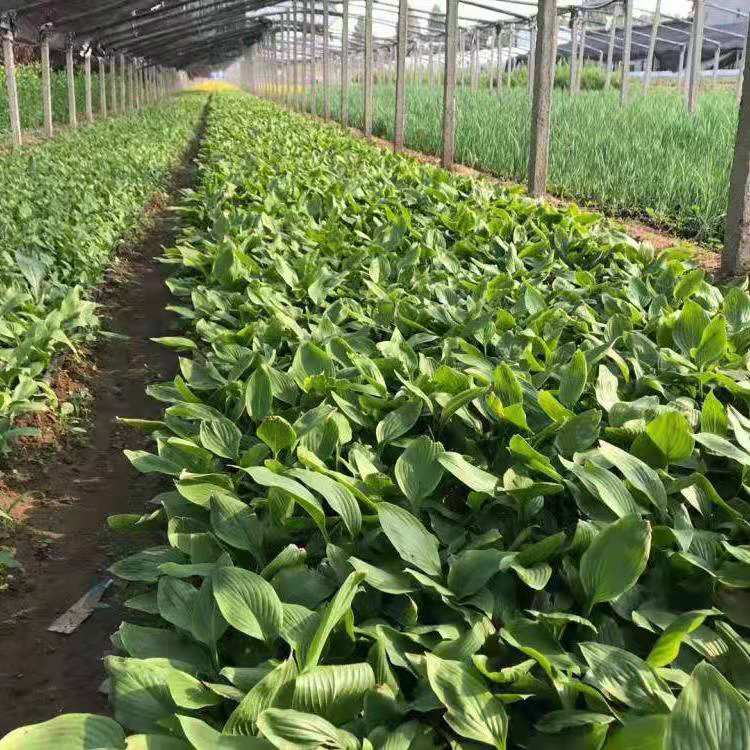 白花玉簪
