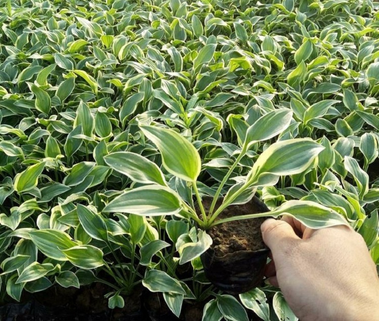 金边玉簪苗价格 金边玉簪杯苗批发 耐阴植物金边玉簪