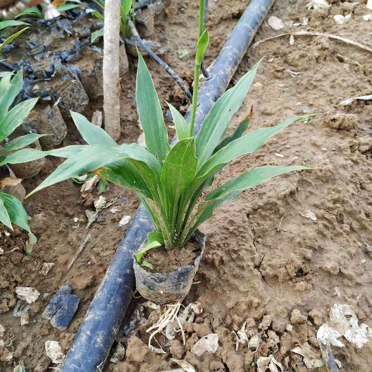 紫玉簪 顺和花卉 紫花玉簪价格 紫萼