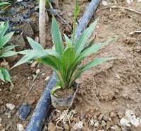 紫玉簪 顺和花卉 紫花玉簪价格 紫萼