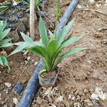 紫玉簪 顺和花卉 紫花玉簪价格 紫萼
