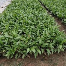 玉簪芽批发 紫花玉簪苗价格 紫玉簪苗
