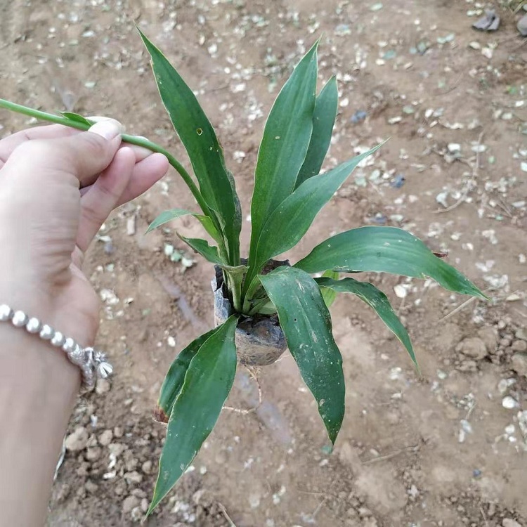 紫玉簪 顺和花卉 紫花玉簪价格 紫萼