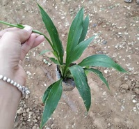 紫玉簪 顺和花卉 紫花玉簪价格 紫萼