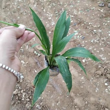 紫玉簪 顺和花卉 紫花玉簪价格 紫萼