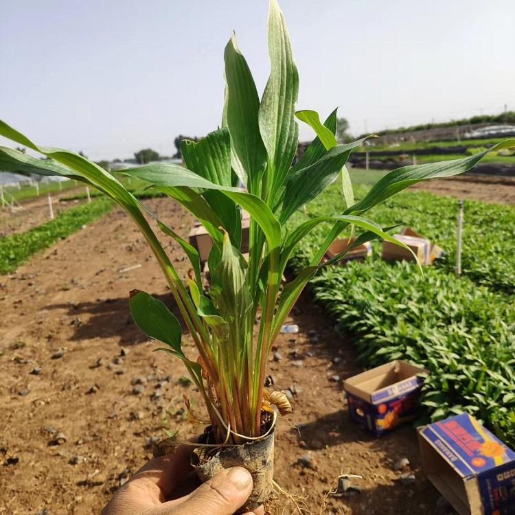 批发玉簪杯苗 营养钵紫花玉簪 宿根紫花玉簪