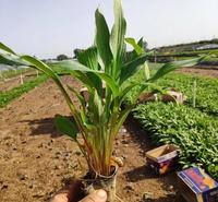 批发玉簪杯苗 营养钵紫花玉簪 宿根紫花玉簪