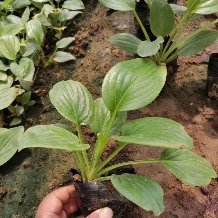 白花玉簪批发 玉簪厂家种植