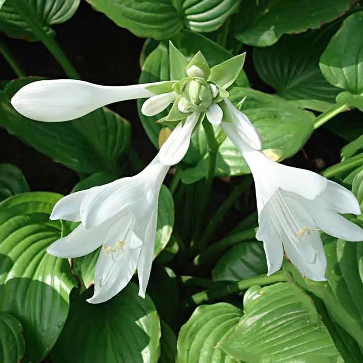 白花玉簪价格