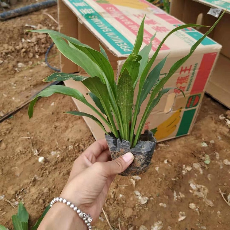 紫花玉簪价格