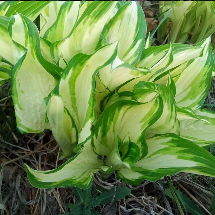 花叶玉簪苗 花叶玉簪杯苗价格
