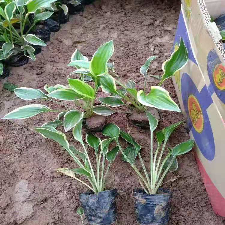 金边玉簪批发 玉簪杯苗