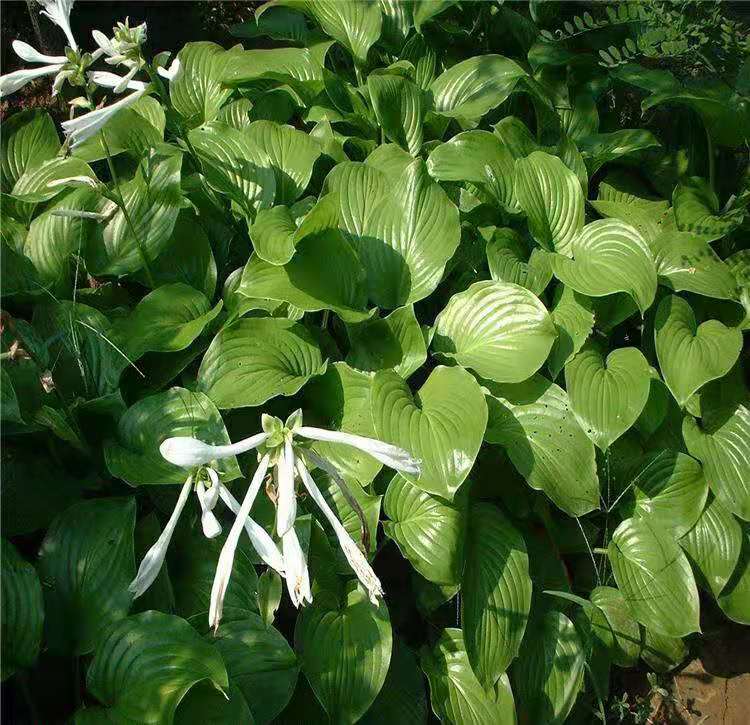 白玉簪 白花玉簪杯苗价格