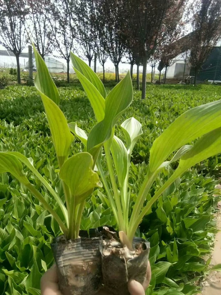玉簪花批发 紫玉簪价格 耐寒紫花玉簪
