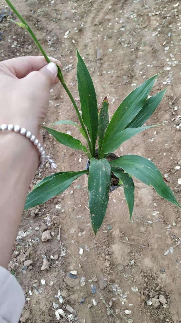 紫玉簪批发