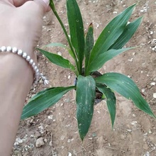 紫玉簪批发