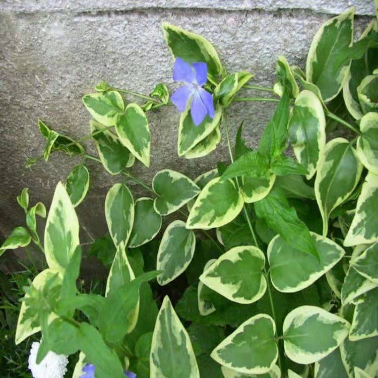 花叶玉簪批发
