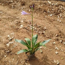 紫花玉簪价格 紫花玉簪批发 紫萼产地
