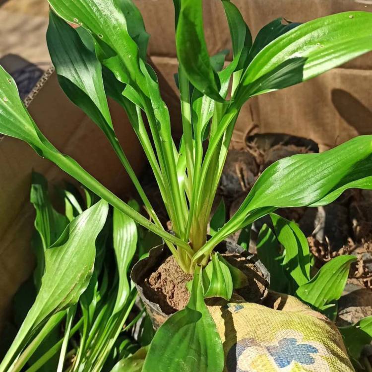 玉簪杯苗价格 紫玉簪苗批发 营养钵紫花玉簪