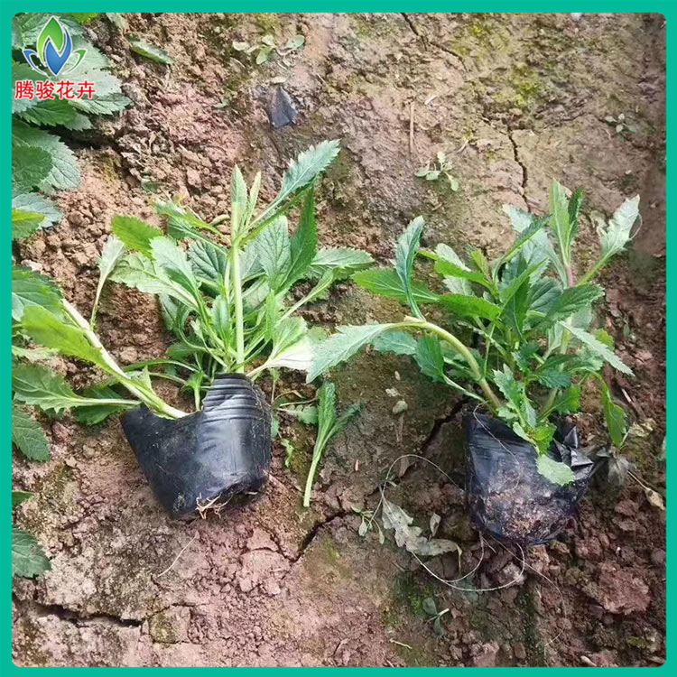 青州马鞭草批发 出售柳叶马鞭草 马鞭草批发
