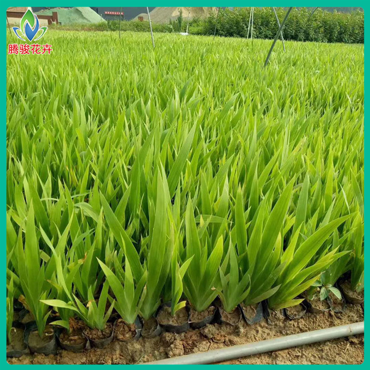 蓝紫色花朵 鸢尾苗种植基地 欢迎您来参观