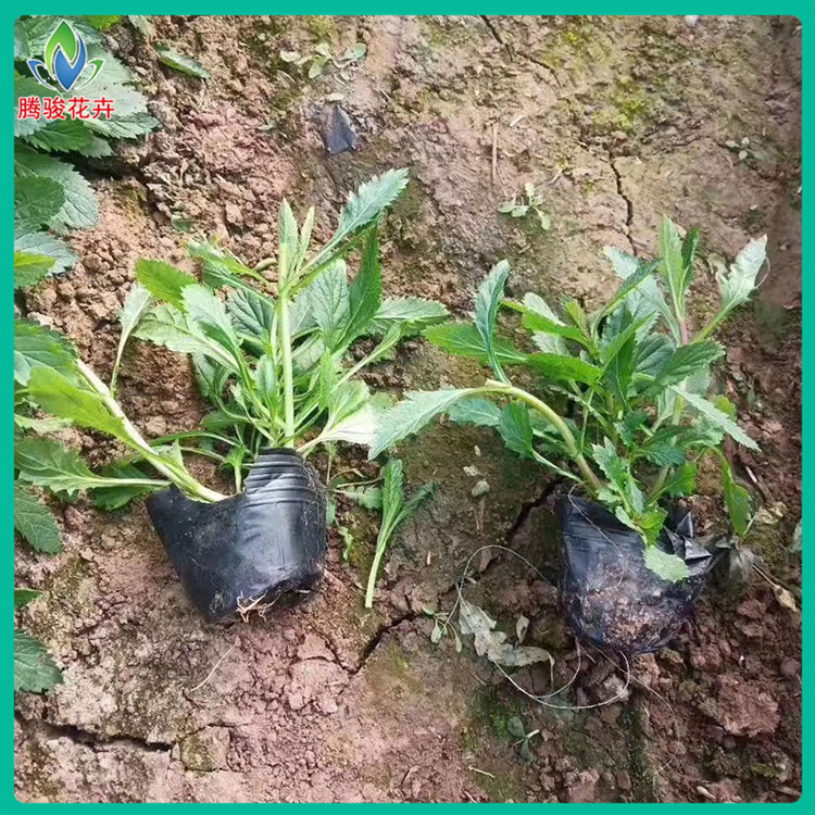 出售 马鞭草基地 青州马鞭草种苗 马鞭草基地