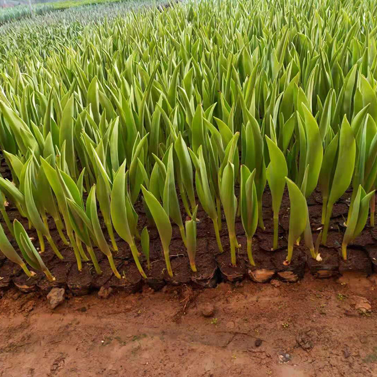 长日照花卉 郁金香批发 山东种植基地 鑫国