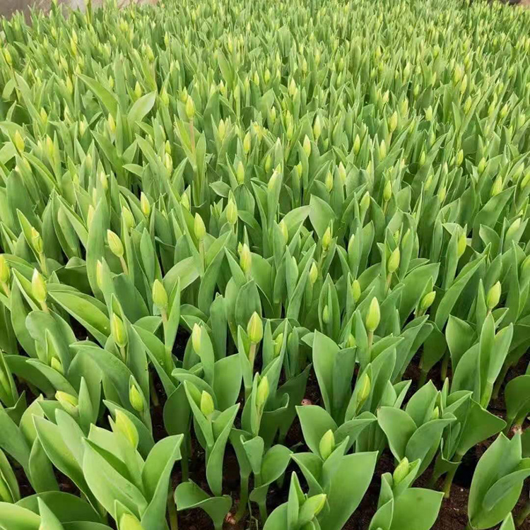 多年生草本植物 郁金香培育基地 鑫国 价格优惠