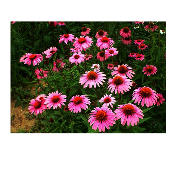 松果菊价格 松果菊出售 松果菊种植基地 夏杰花卉