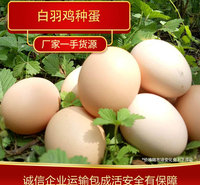 河北白羽鸡种蛋批发 成活高的白羽鸡种蛋孵化