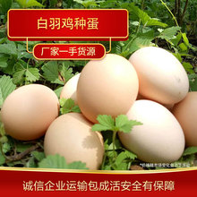 河北白羽鸡种蛋批发 成活高的白羽鸡种蛋孵化