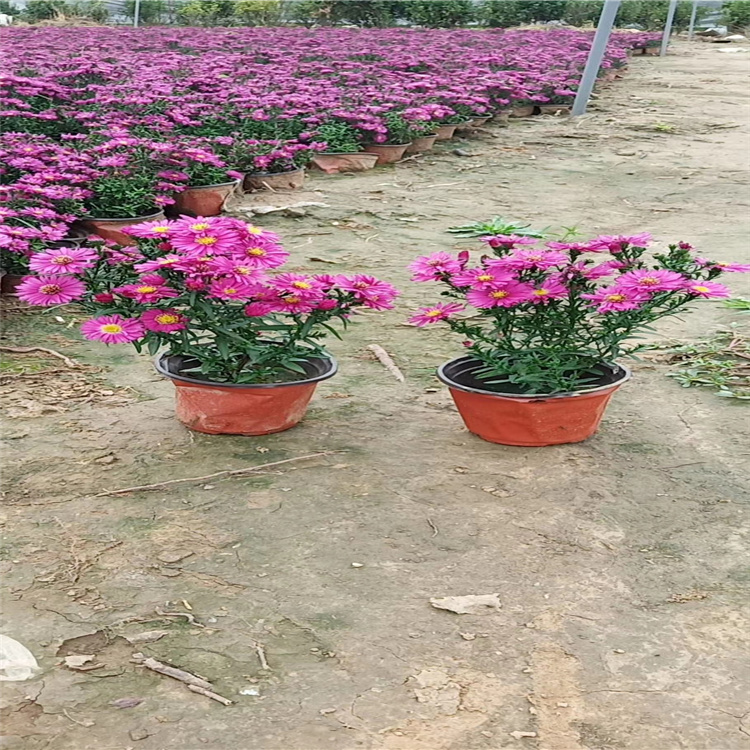 红花荷兰菊价格 开花荷兰菊产地直销 荷兰菊