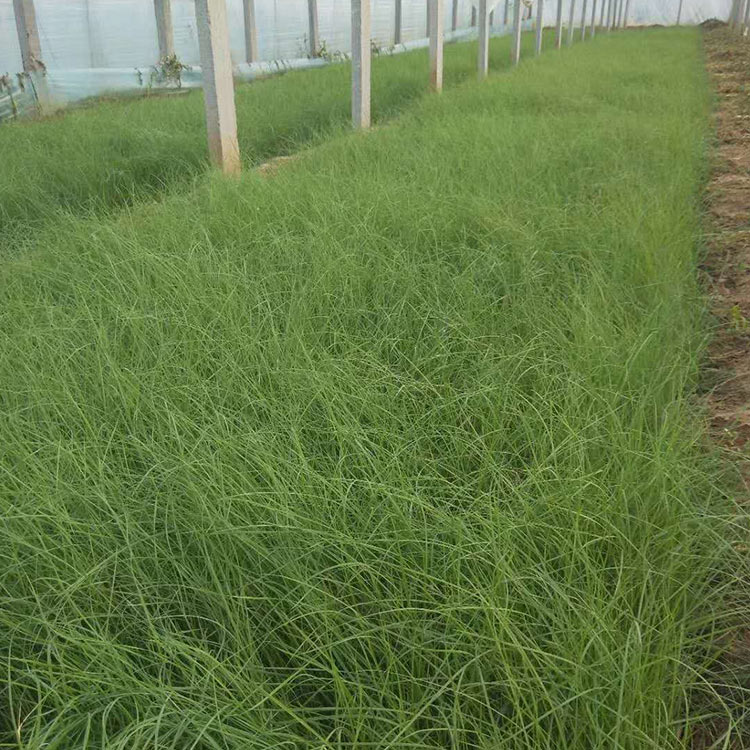 多年生草本 开花草花 粉黛乱子草批发出售