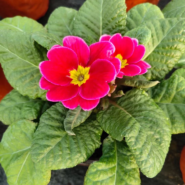 报春花小盆栽 含苞待放观赏花卉