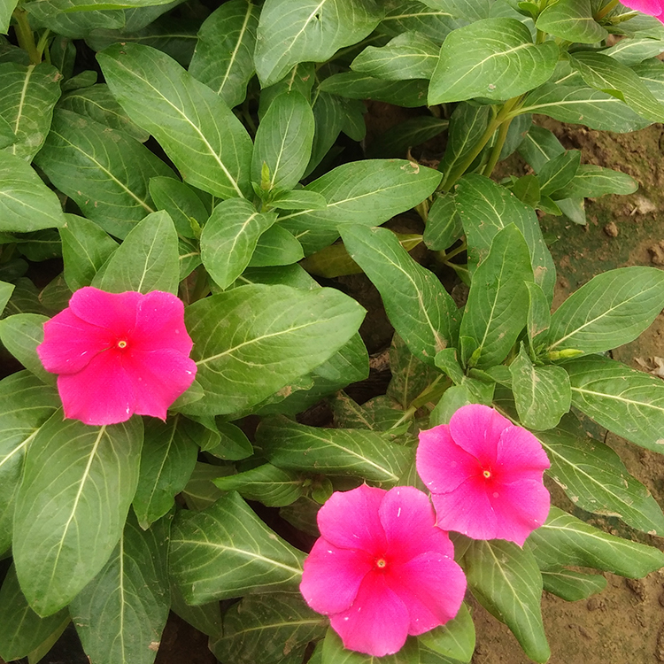长春花小苗  进口天天开苗供应  基地直售