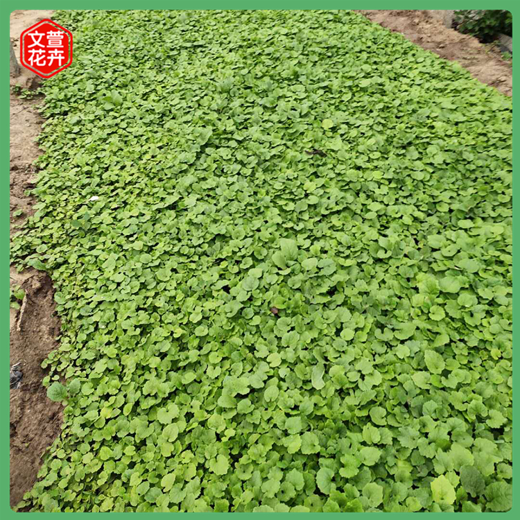 宿根草花二月兰_二月兰文萱花卉批发