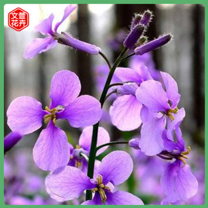 早春花卉 二月兰杯苗 观赏绿化用二月兰