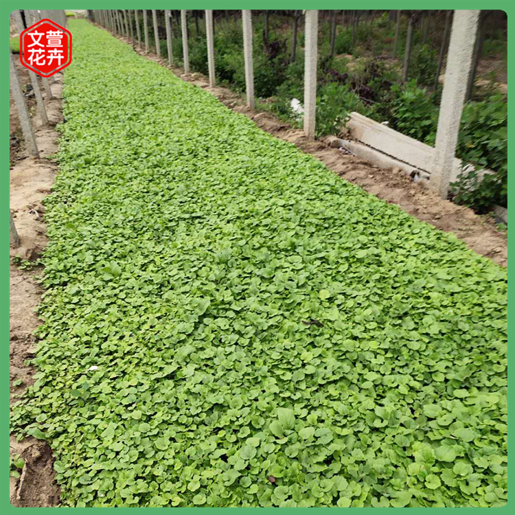 二月兰 青州二月兰基地供应