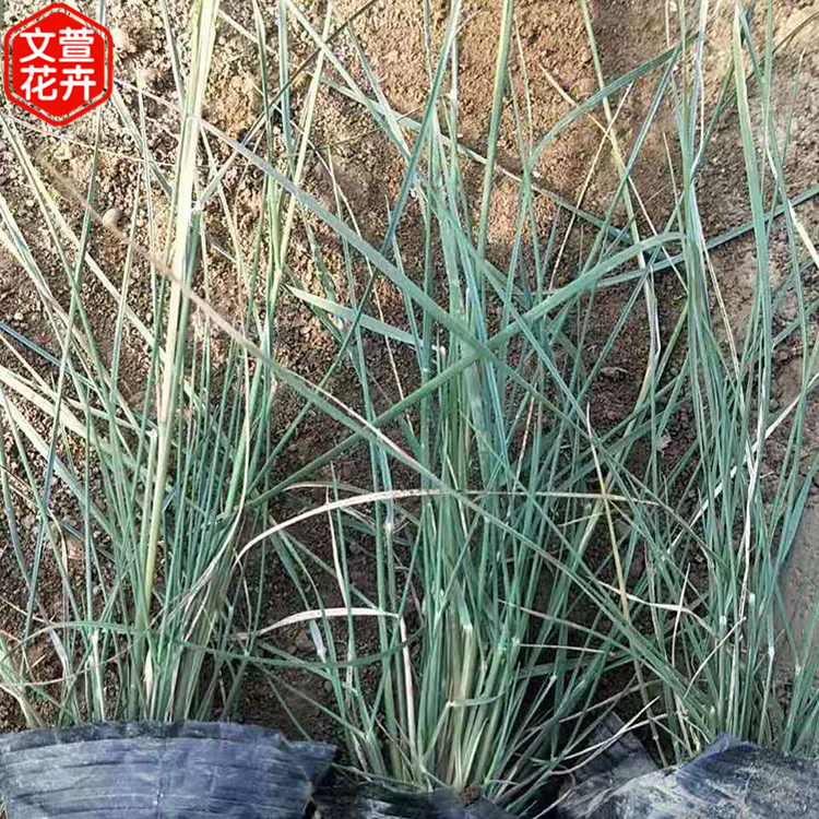 粉黛乱子草 文萱花卉 网红观赏草小苗批发
