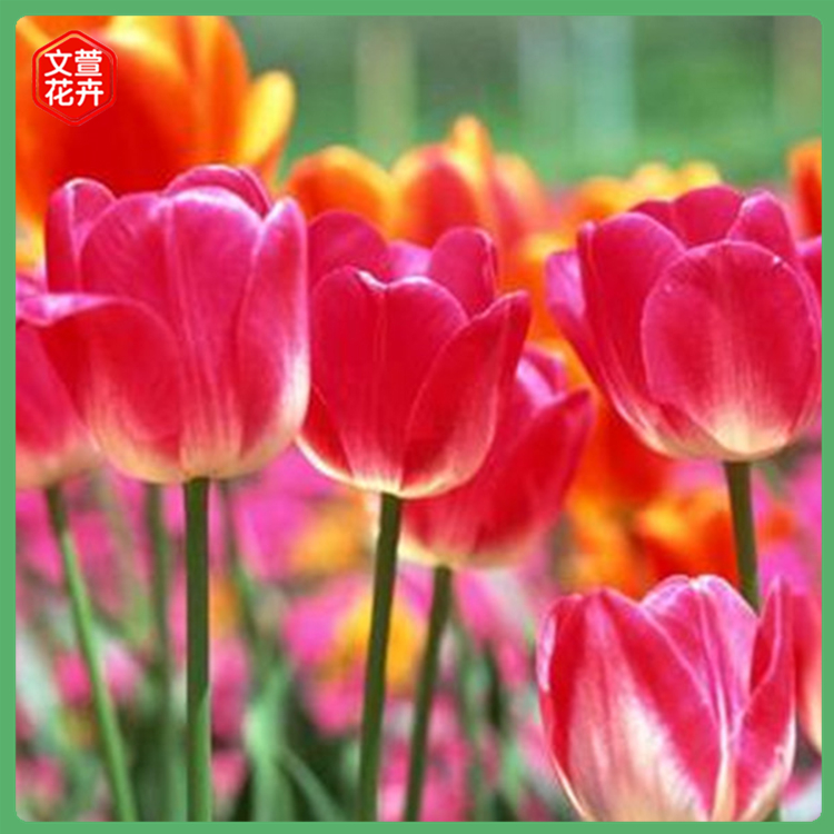 郁金香杯苗 花海绿化工程用 观赏花卉