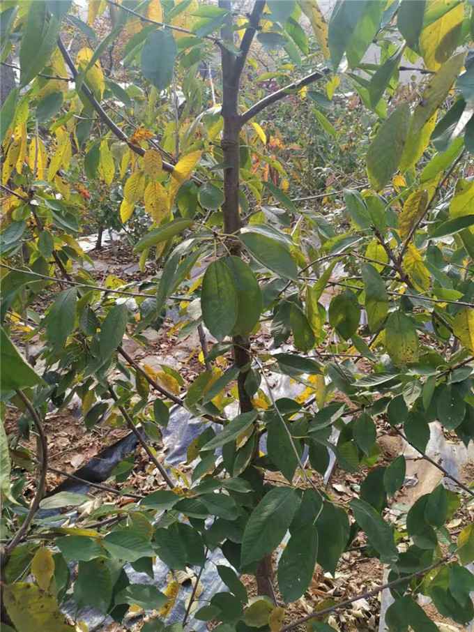 加拿大大樱桃苗什么时候种植好羽腾樱桃苗圃