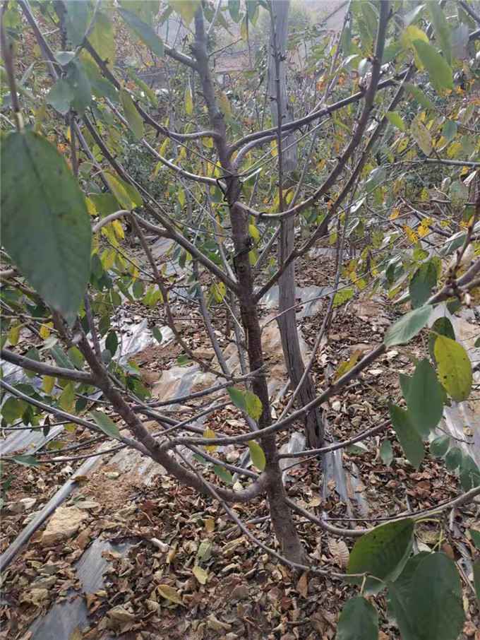 吉塞拉樱桃苗种植基地羽腾樱桃苗圃